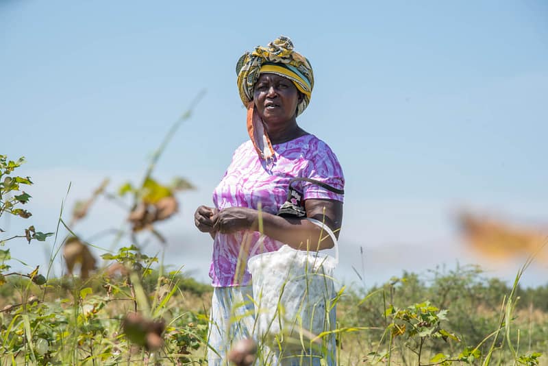 Harvesting on going in Mrs. Consolata Anyangos farm.2 1