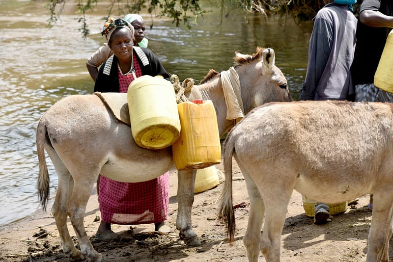 ILLEGAL Donkey SLAUGHTER AND THEFT IN KENYA 1 illegal donkey trade in kenya a brooke east africa documentary by admedia communications 3 scaled